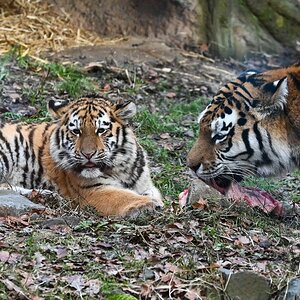 Zwei Tiger 2.jpg