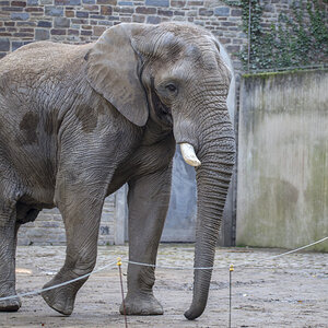 Elefant.jpg