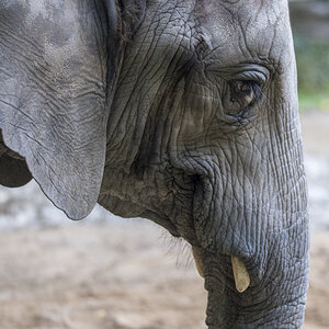 Elefant2.jpg