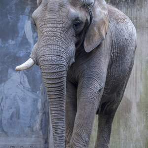 Elefant6.jpg