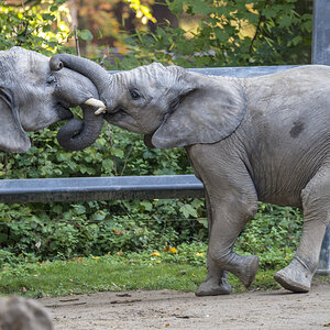 Elefant8.jpg