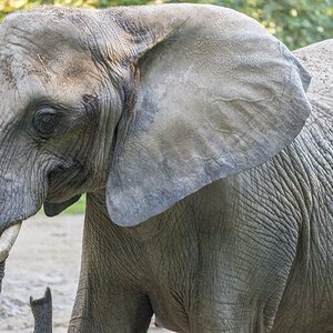 Elefant9.jpg