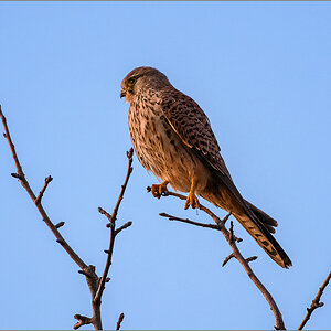 D50_7585-Bearbeitet.jpg