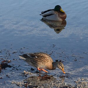 Ente 3.jpg