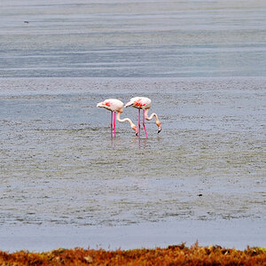 Flamingos.jpg