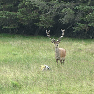 Hirsch in den Highlands.jpg
