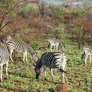 Zebraherde Pilanesberg Nationalpark.jpg