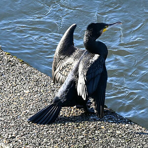 Kormoran am Kemnader Stausee.jpg