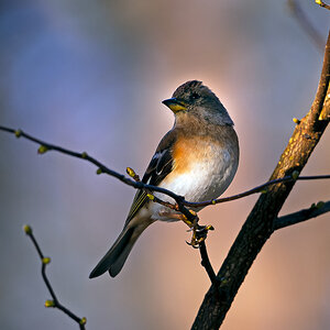 NIKON Z 7_2_2022_01_14_11_49_Z72_1696 (2).jpg