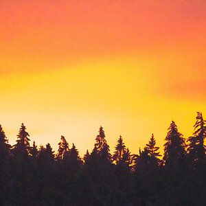 Bäume_Sonnenuntergang-2201137608.jpg
