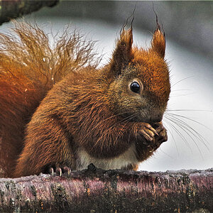 Hörnchen nascht.jpg
