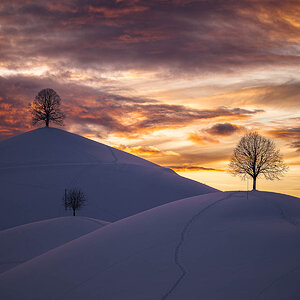 Drumlins im Winter