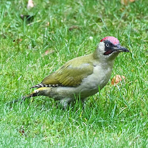 Grünspecht 03.jpg