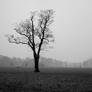 baum.jpg