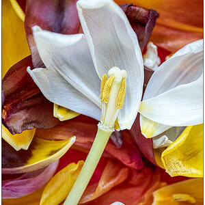 031 Tulpenmakro I