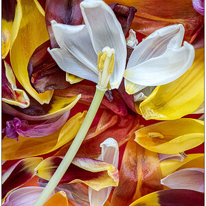 032 Tulpenmakro II