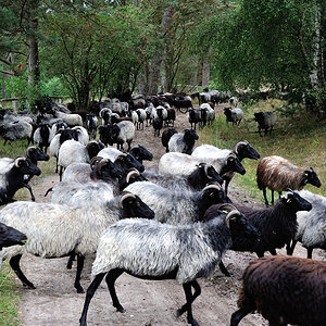 Lüneburger Heide.jpg