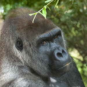 Gorilla.jpg