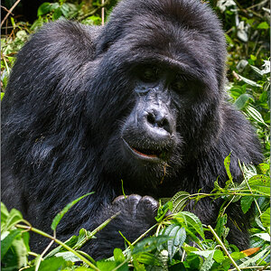 D50_2011.jpg