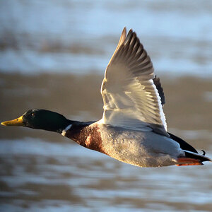 ente1_019.JPG