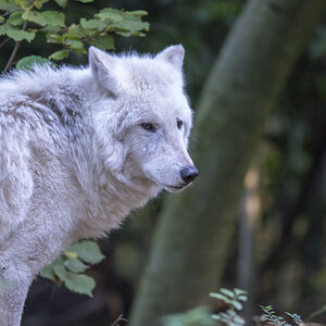 Wolf.jpg