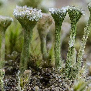 Eisbecher-0731.jpg
