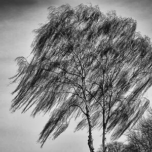 Windbirke-.jpg
