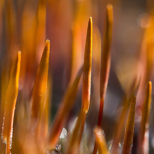 Moosblüte 130222 (1 von 1).jpg