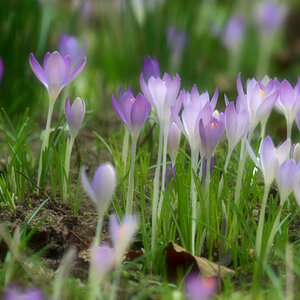 frühling_1200.jpg