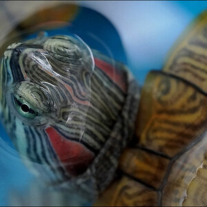 comp_Turtle.jpg