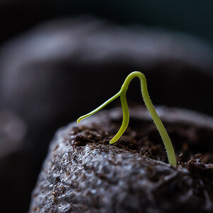 Habanero 1 (1 von 1).jpg