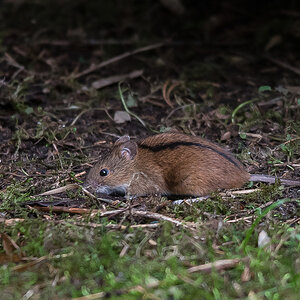 Brandmaus 1 (1 von 1).jpg