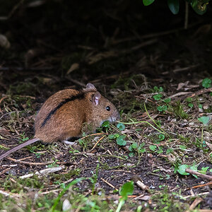 Brandmaus 2 (1 von 1).jpg