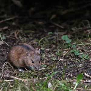 Brandmaus 3 (1 von 1).jpg