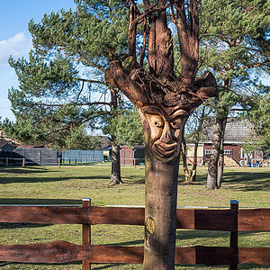 Baum 1 (1 von 1).jpg