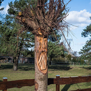 Baum 2 (1 von 1).jpg