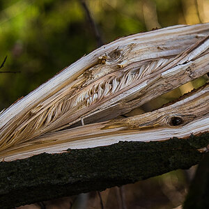 Holzstruktur (1 von 1).jpg