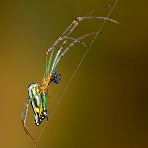 Spinne.jpg