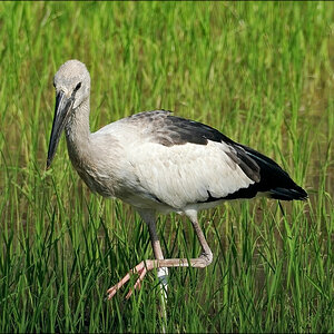 comp_Storch-3.jpg