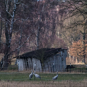 Kranichschuppen (1 von 1).jpg