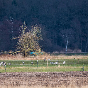 Kranichweide (1 von 1).jpg