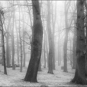 Diesig BW (1 von 1).jpg