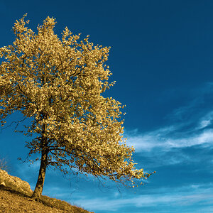Blau-Gelb