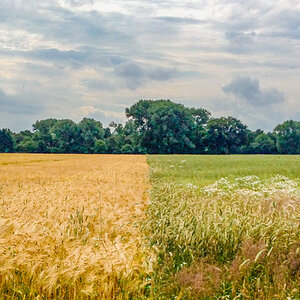 Kornfeld und Wiese im Juli 2013