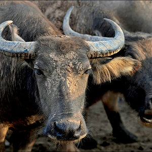 comp_buffalo.jpg
