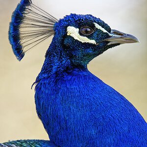 Pfau II.jpg