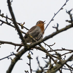 20220315-D50_4095-Bearbeitet.jpg