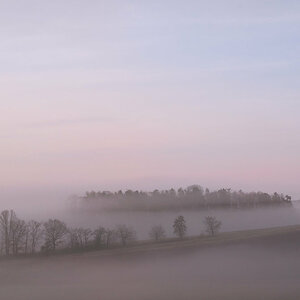 Tree-Islands in Fog