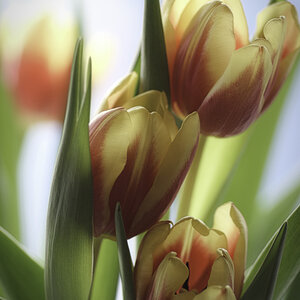 Tulpen als Stimmungsaufheller gegen Dauerregen....jpg