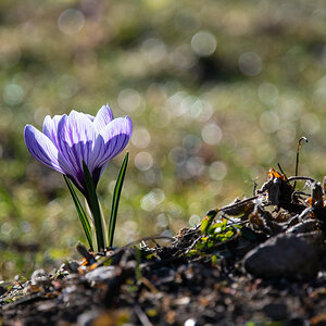 Krokus-.jpg